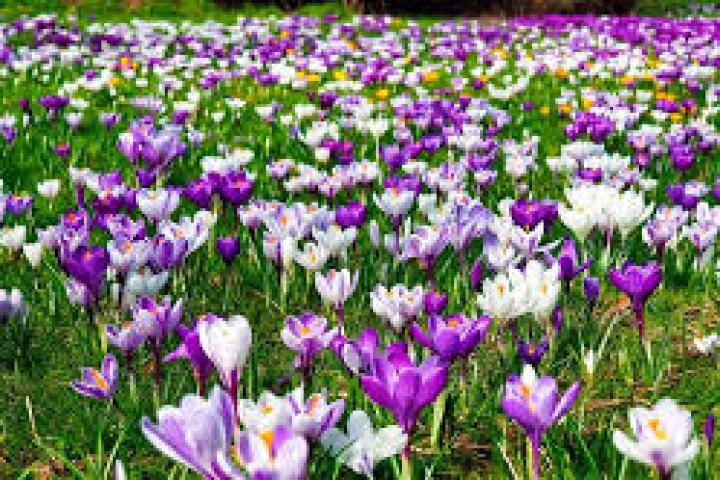 Message from Board of Directors